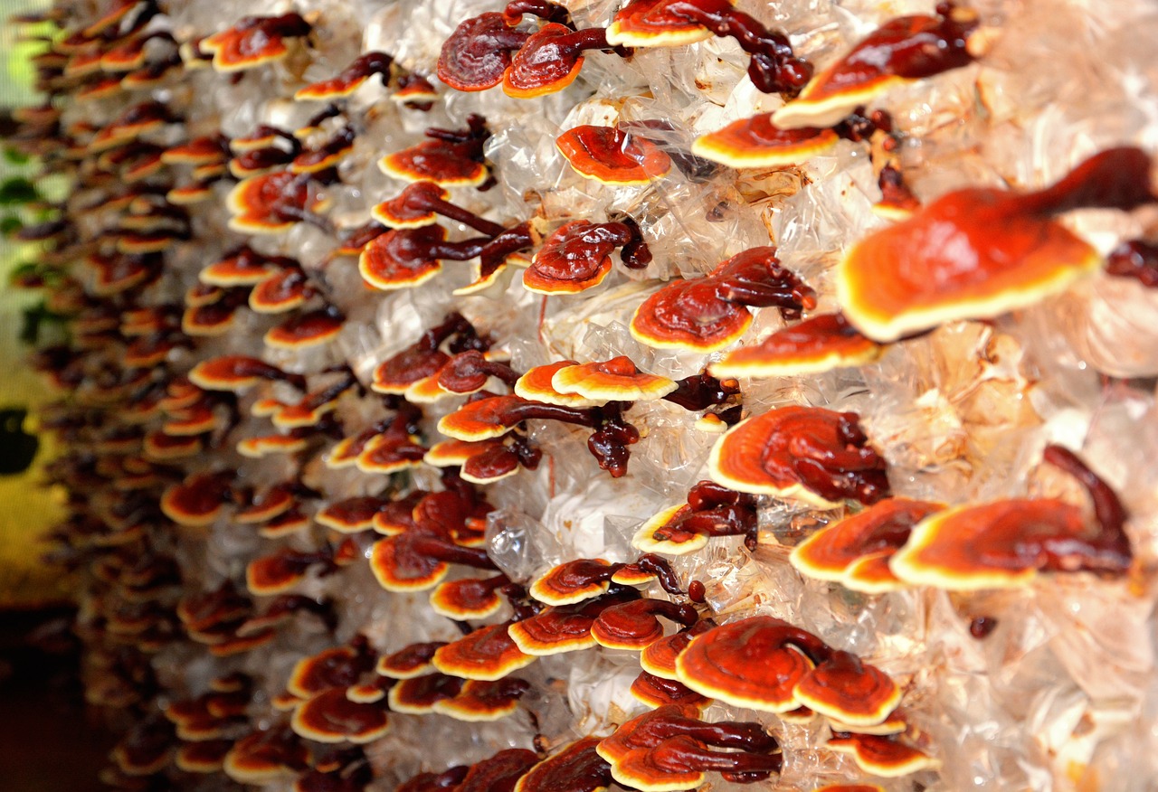 Why Mushroom Cultivation Is Done In Dark Room ( 5 Facts Every Mushroom Grower Should Know )